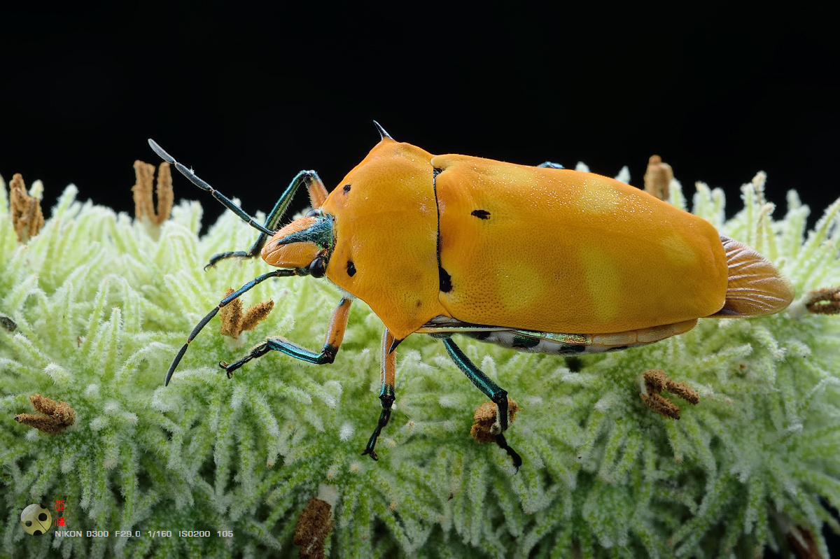 角盾蝽 - 心禅 - 图虫
