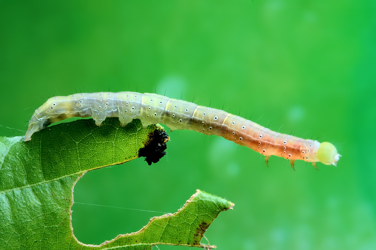 桥夜蛾幼 - 心禅 - 图虫