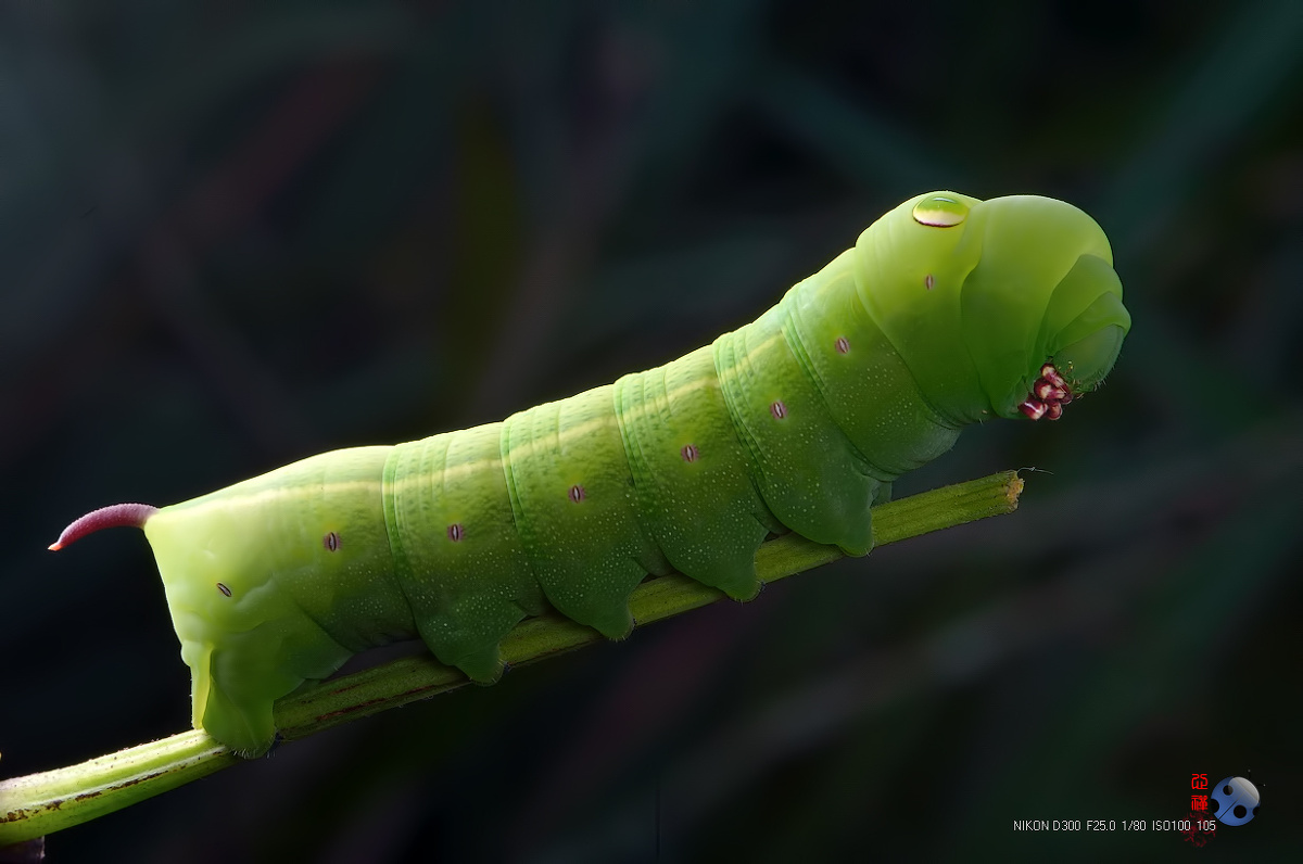 斜纹天蛾宝宝 - 心禅 - 图虫