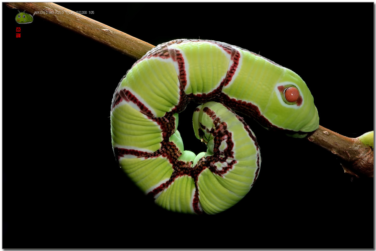 葡萄昼天蛾(幼虫) sphecodina caudata心禅关注