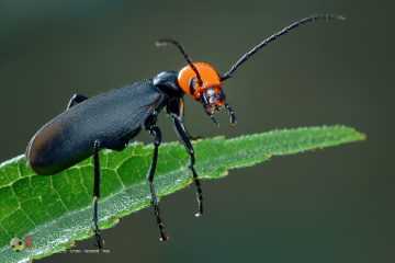 红头豆芫菁 epicauta ruficeps