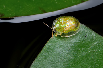 甘薯台龟甲 taiwania circumdata herbst8