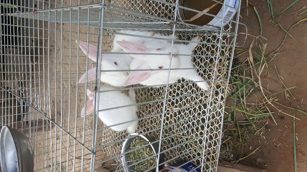 养殖兔子那国最多,中国横县田丽养兔场养殖兔子降低饲养成本