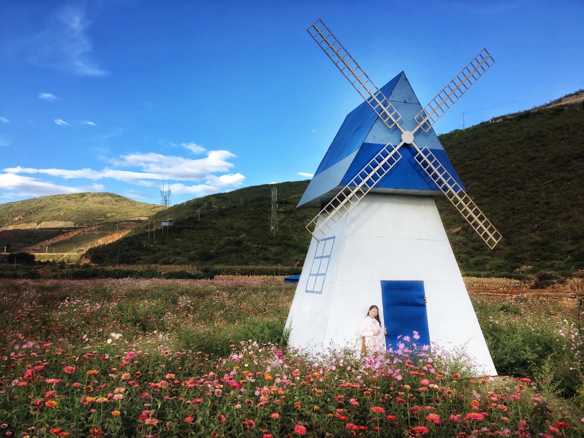 在大理双廊路边的花海所拍