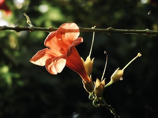 C199A299-FF78-4E06-943C-37EA2DE01A72/L0/001