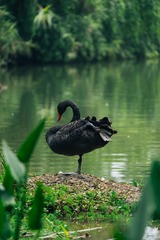 黑天鹅 (2)