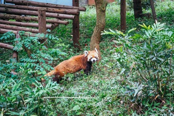 小熊猫 (2)