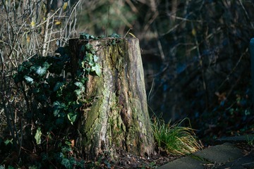 Schlossberg山小景 (3)