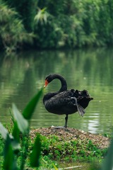 黑天鹅 (1)