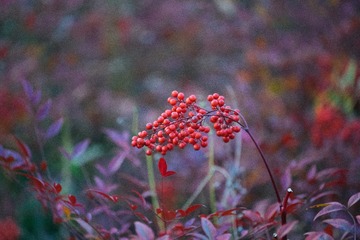 红豆 昆山湿地公园 (3)