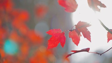 0B735EA0-CC26-467A-B949-EA62919154A3/L0/001
