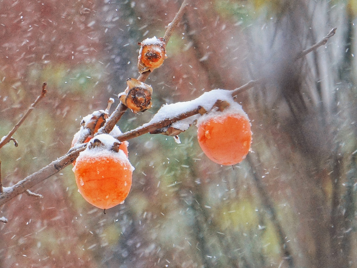 雪中的柿子