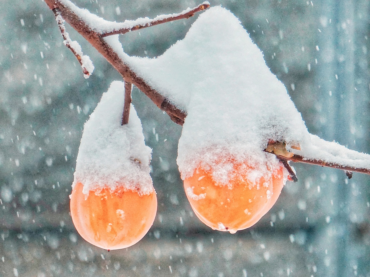 雪中的柿子
