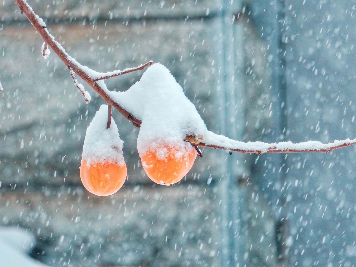 雪中的柿子