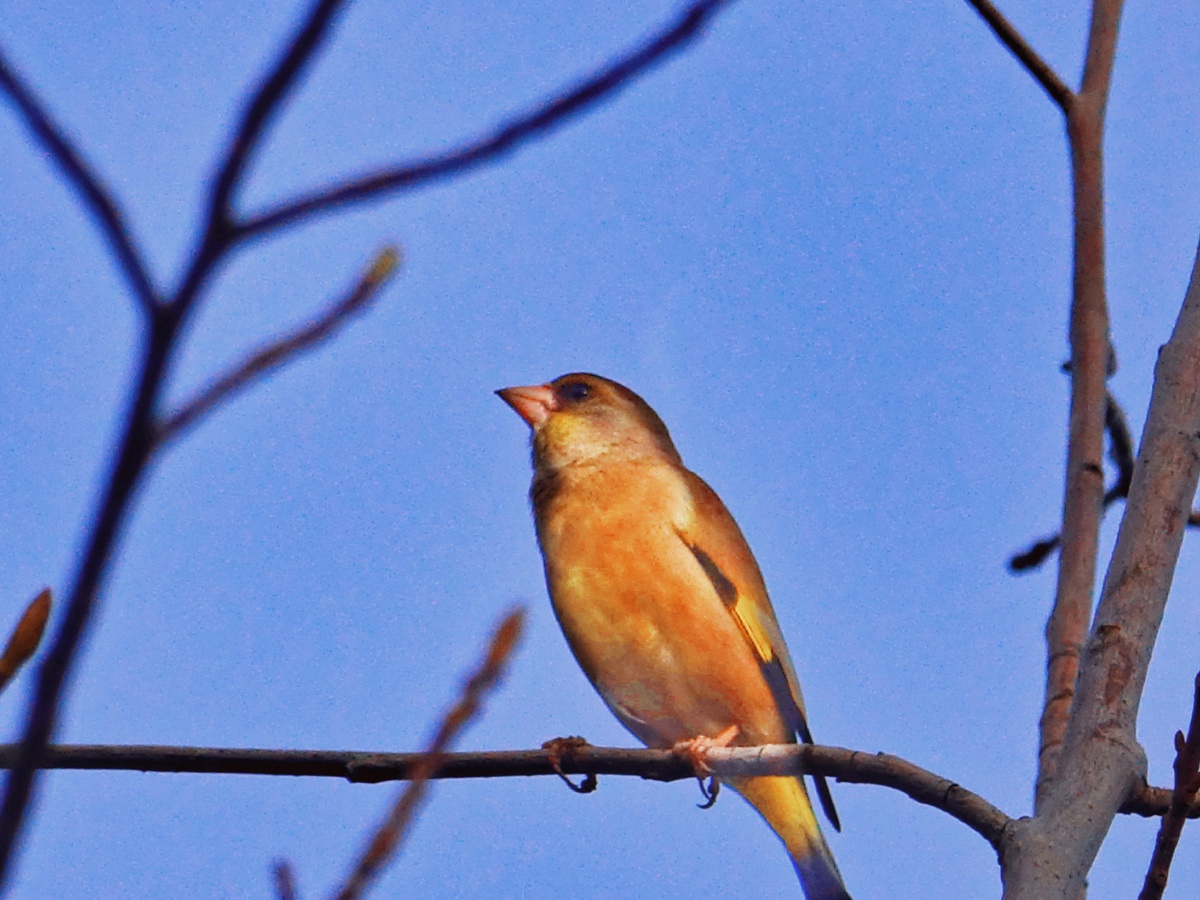 金翅雀 鸟 动物 季节 夕阳下  环境 美丽 冬季   春季