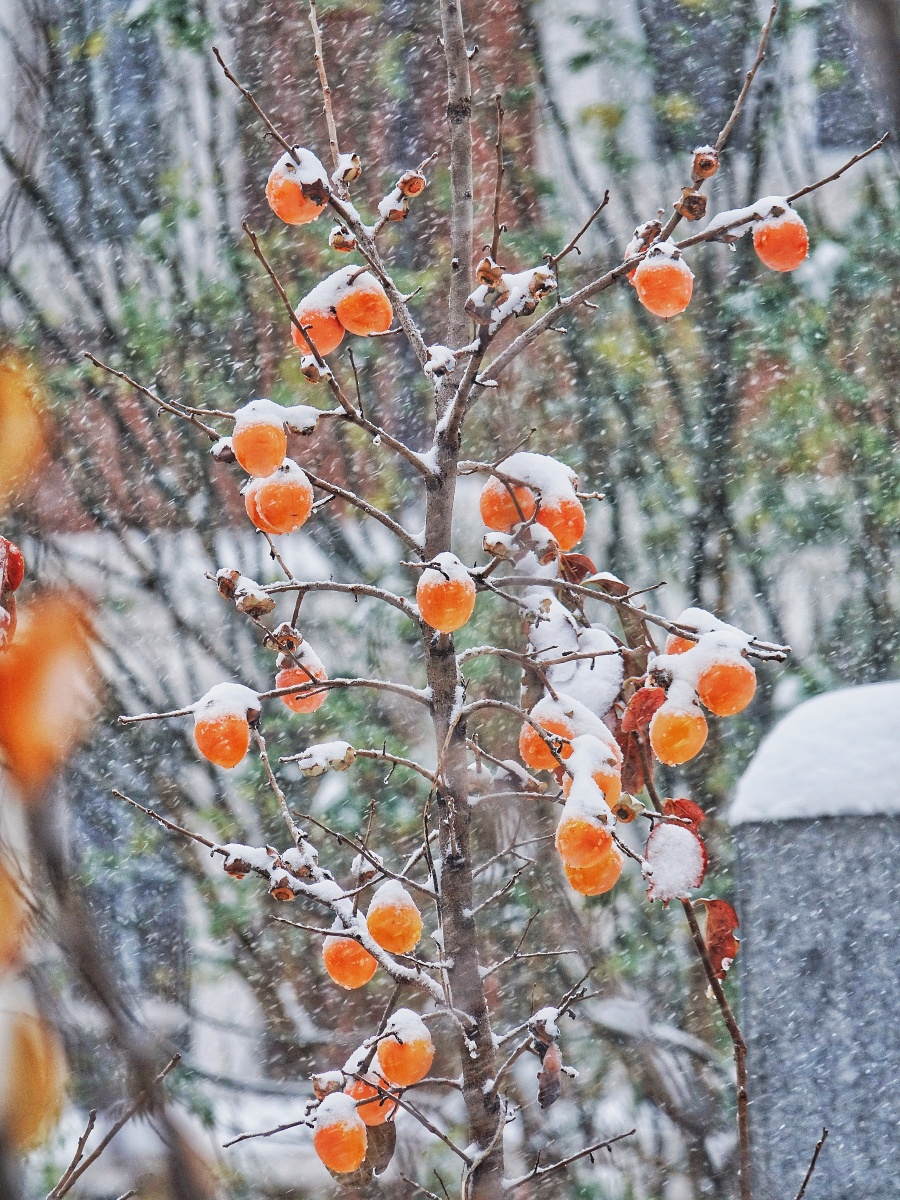 雪中的柿子