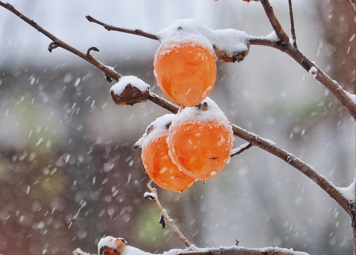 雪中的柿子