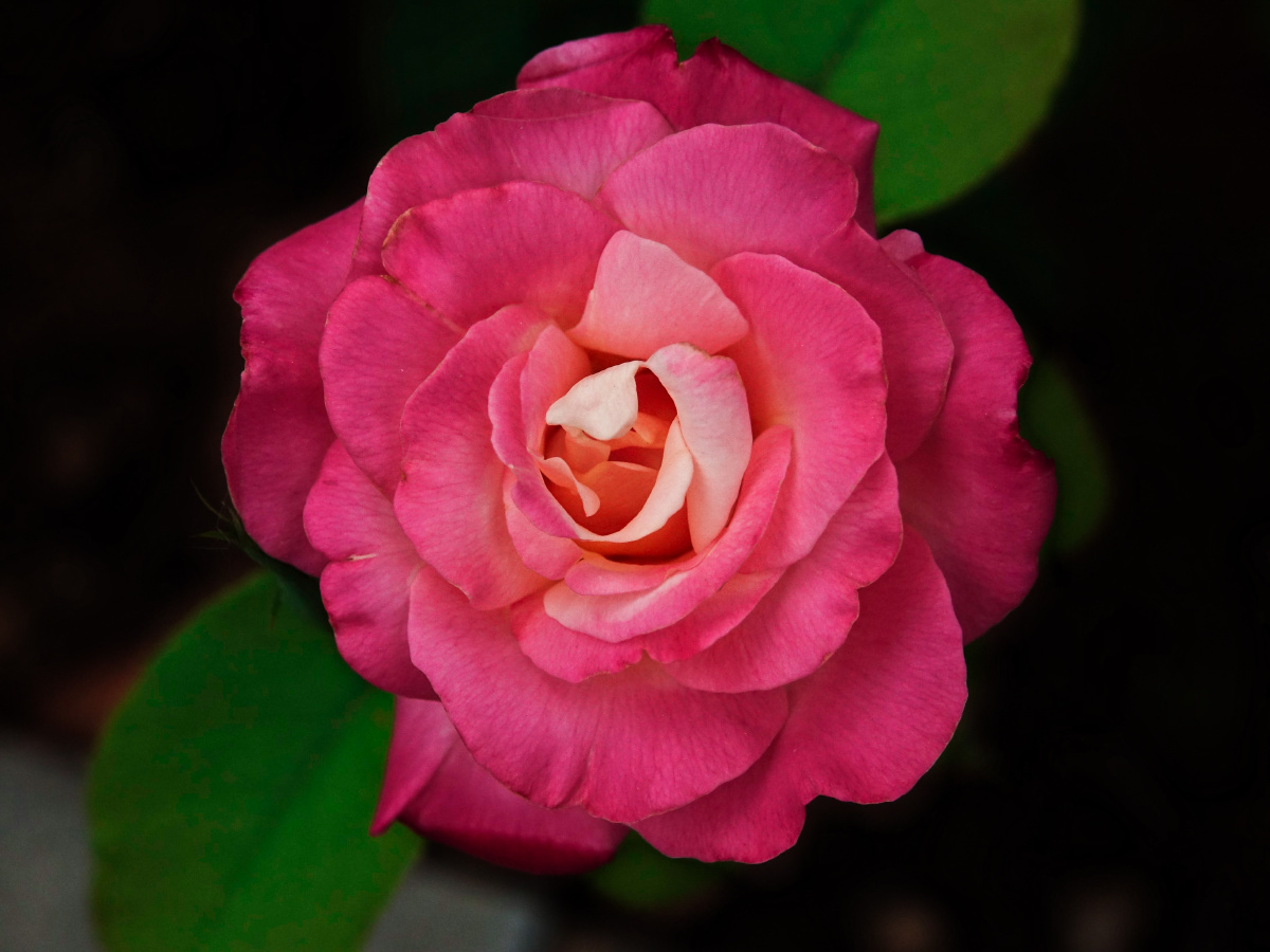这月季花很艳红中泛白呈胭脂色像小女孩的脸庞那么秀美那么可爱