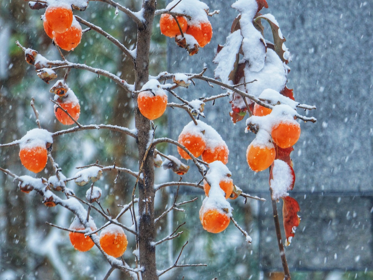 雪中的柿子