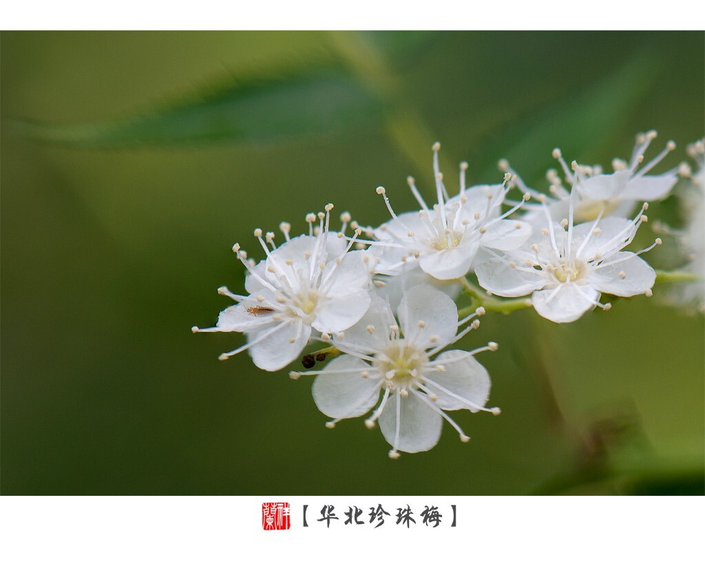 5片堆叠。
