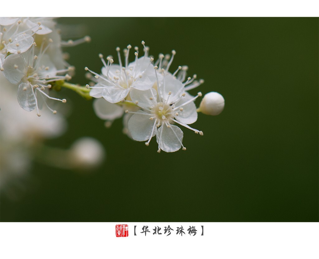 1片。