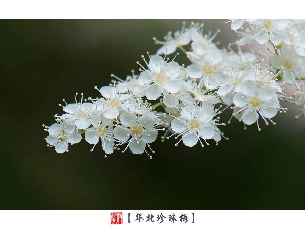 1片。