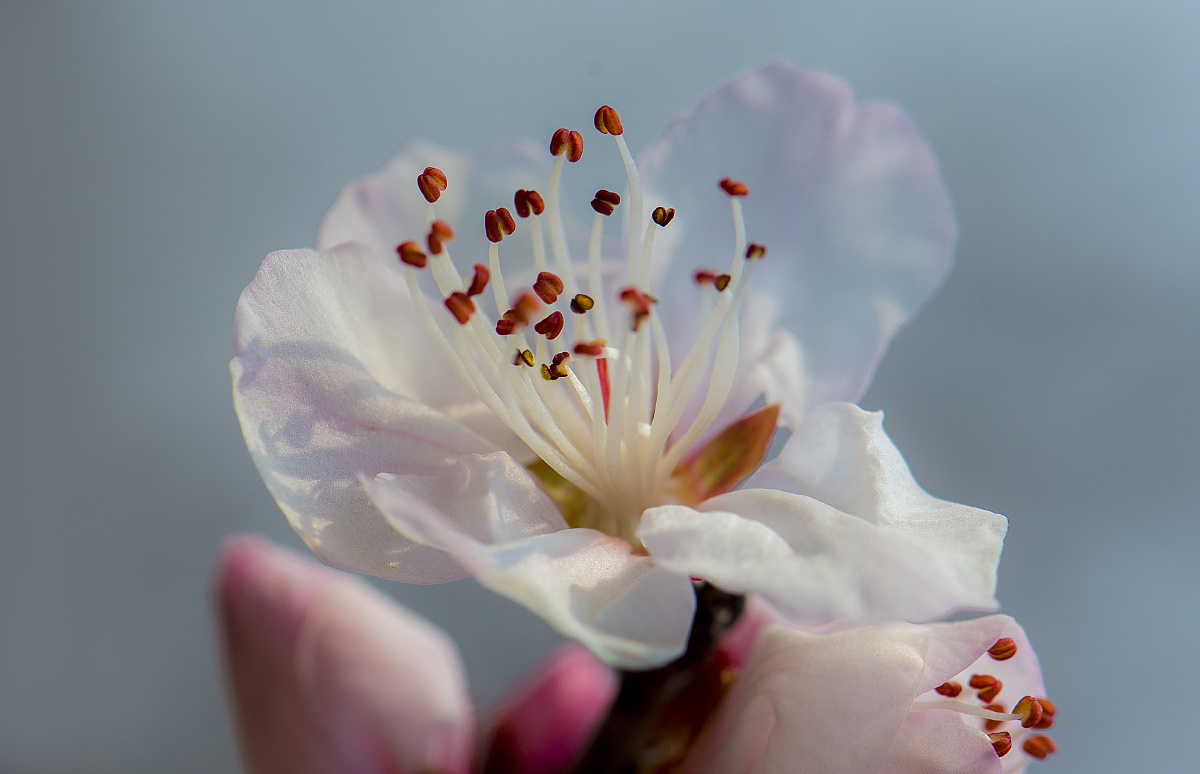 桃花拉丁学名prunuspersica