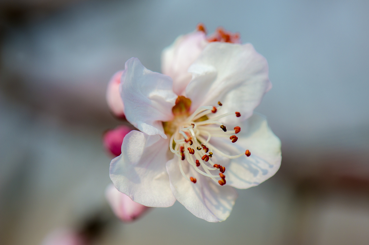 桃花拉丁学名prunuspersica