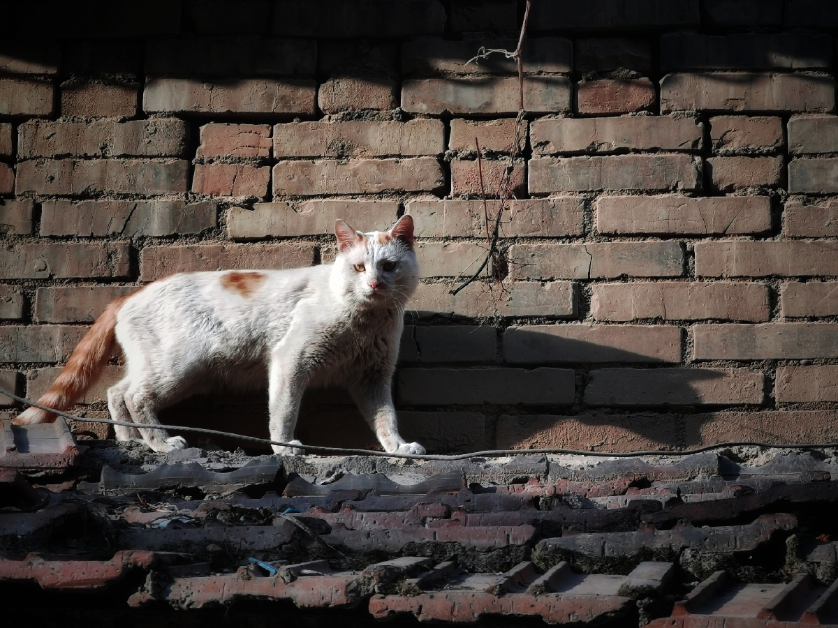 房檐上的猫