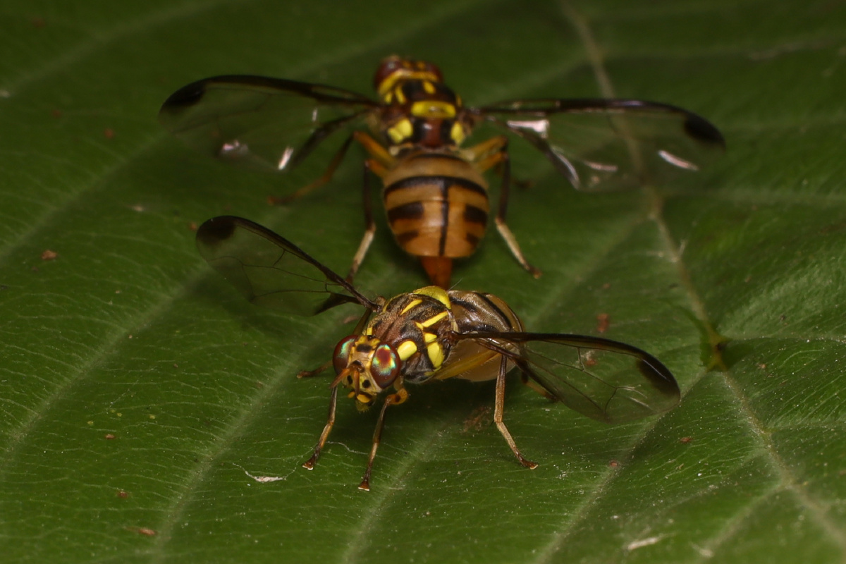 一直被我误认为是食蚜蝇的的南瓜实蝇
