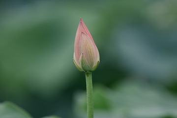 1000426339