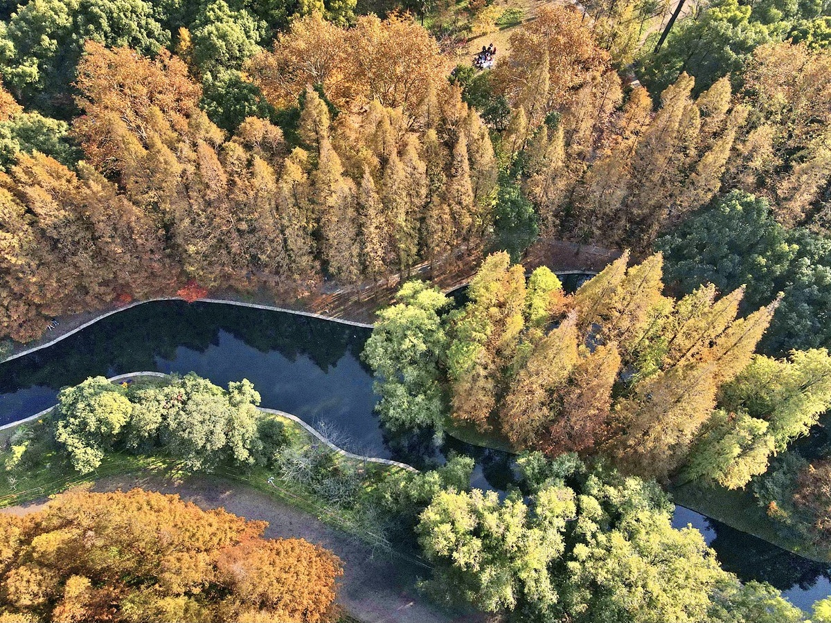 航拍上海国家共青森林公园秋色