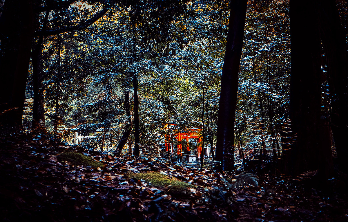 稻荷山上的鸟居