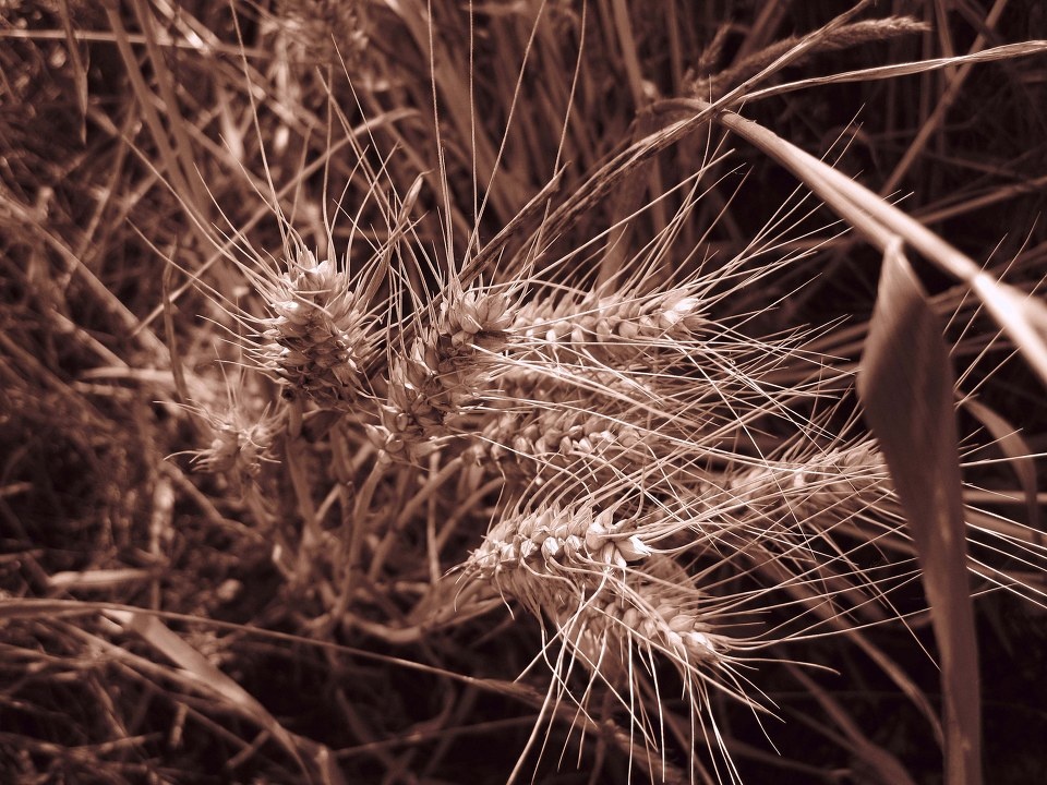 茁壮成长 br /> 麦田里的小麦子