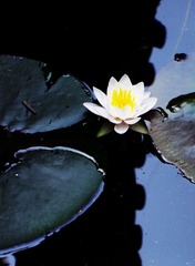 莲1