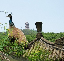 孔雀儿