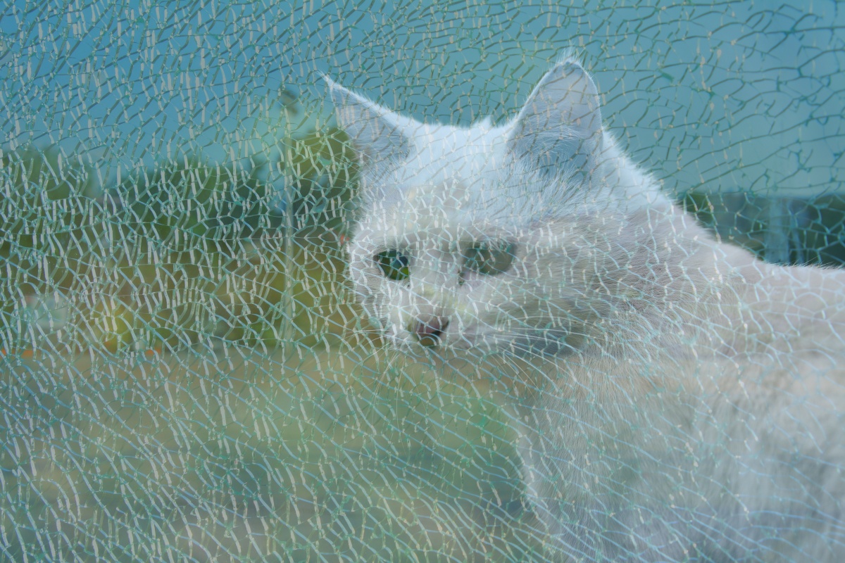 一只猫,躲在一块破碎的玻璃后面!好像在藏猫猫!对,藏猫猫的猫!