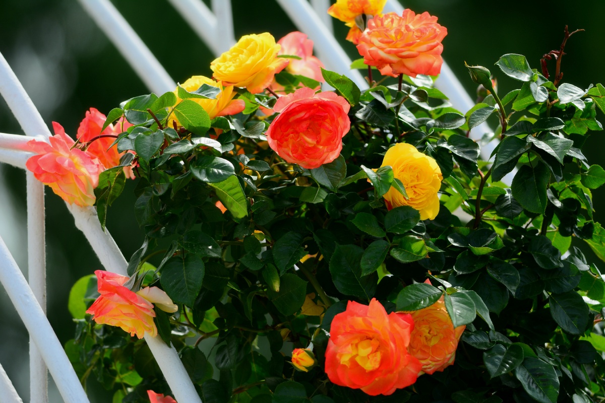 月季花藤 - 唐人印象 - 图虫