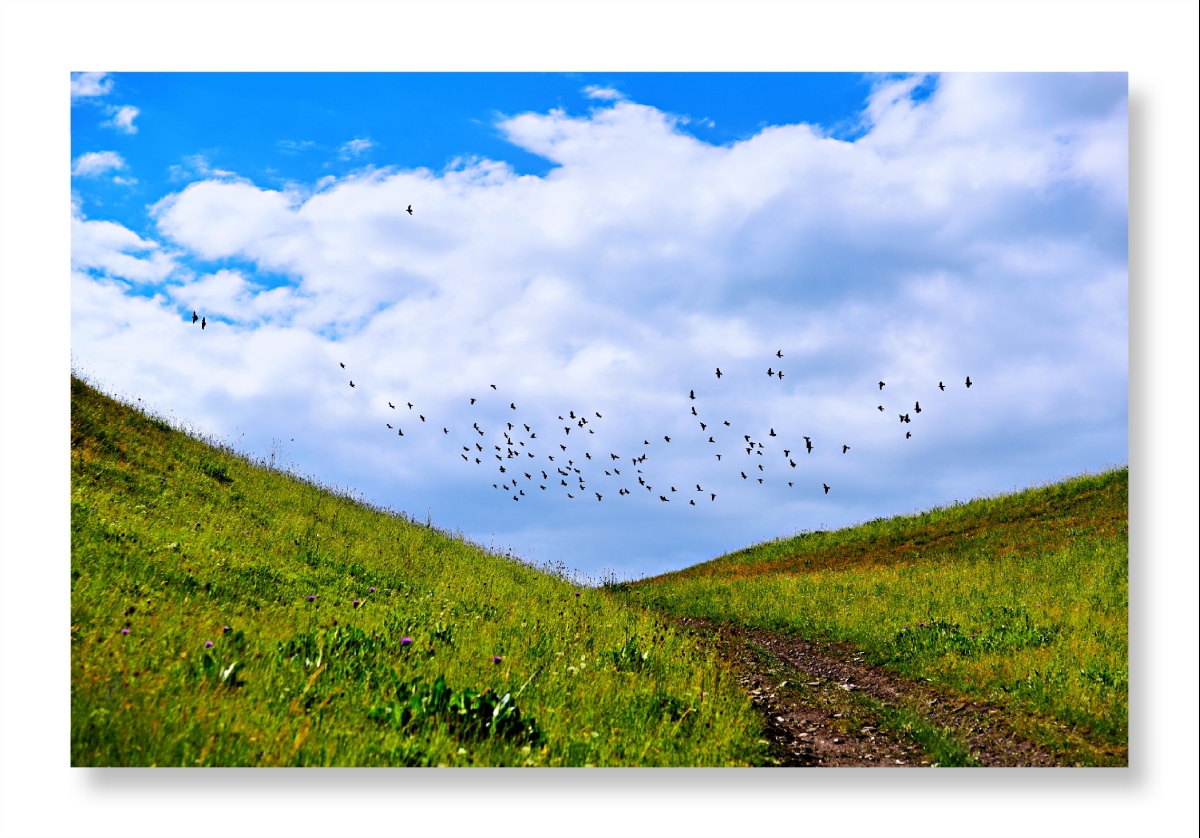天空是飞鸟的海洋大地是飞鸟的故乡