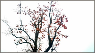 2014-11-29-7971