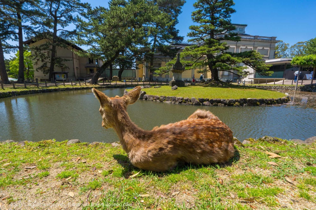 nara park