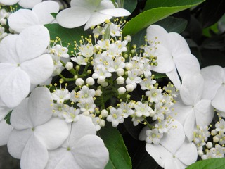 P4067278