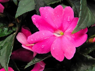 P6227827