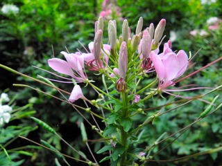 P6227833