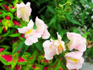 P6307886