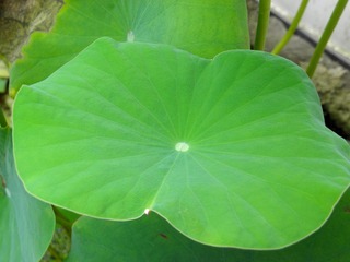 P7168000