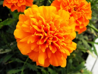 P5047630