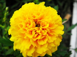 P5047631