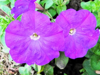 P5047637