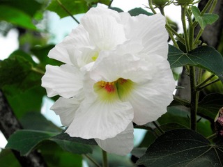 P7308306